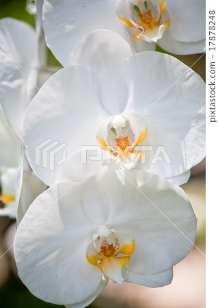 flowers of orchid 17878248