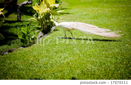 White albino peacock in Bali, Indonesia 17878311
