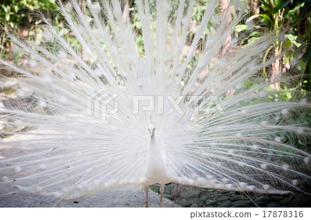 White albino peacock in Bali, Indonesia 17878316