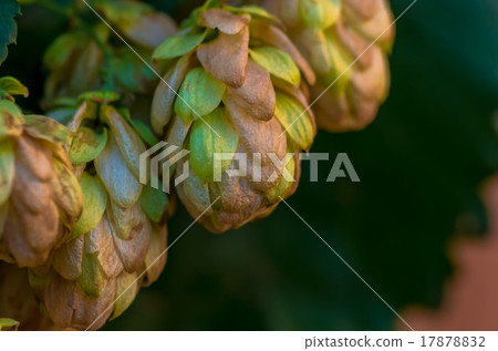 Golden Green hop cone 17878832