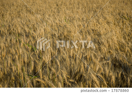 Ripe gold wheat Ripe gold wheat 17878860