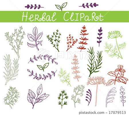 Vector background hand drawn herbs and spices set 17879513