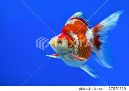 Goldfish fancy colors in the tank Goldfish fancy colors in the tank 17879519