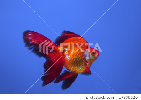 Goldfish Ryukin 17879520