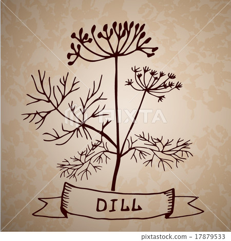Dill herb with leaf and flower isolated Dill herb with leaf and flower isolated 17879533