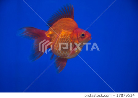 Goldfish fancy colors in the tank Goldfish fancy colors in the tank 17879534