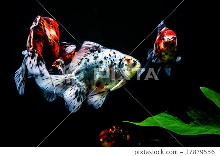 Goldfish Ryukin Goldfish Ryukin 17879536