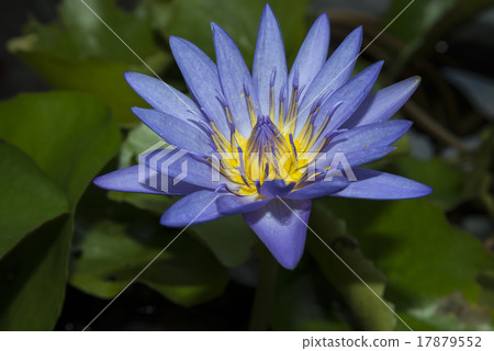 Purple lotus flower 17879552