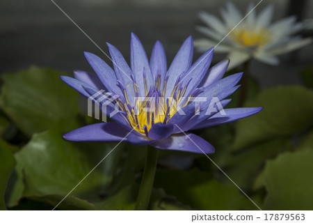 Purple lotus flower Purple lotus flower 17879563