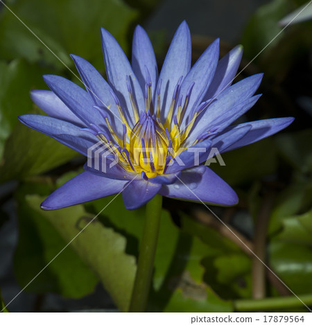 purule lotus flower 17879564