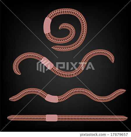 Animal Earth Red Worms Animal Earth Red Worms 17879657