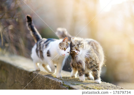 Two friendly cats 17879734