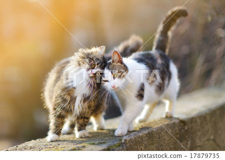 Two friendly cats 17879735
