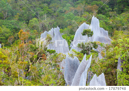 Limestone pinnacles at gunung mulu national park 17879748