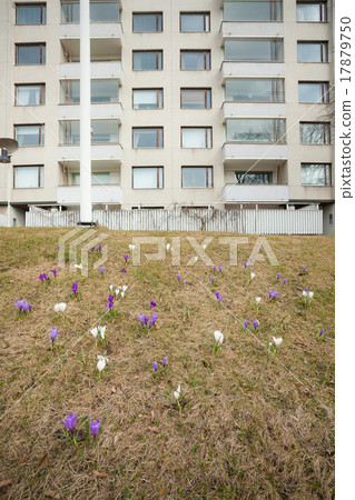 Crocus flowers on grass 17879750