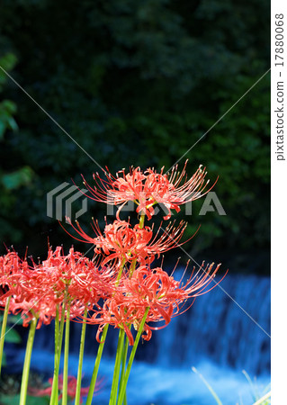 Higanki花和瀑布 17880068