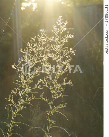 Backlight 17880131
