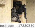 Gorilla 17880280