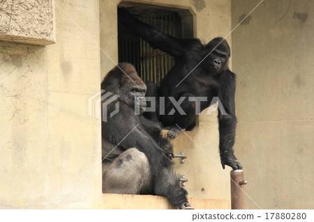 Gorilla 17880280