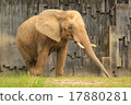 Elephant 17880281