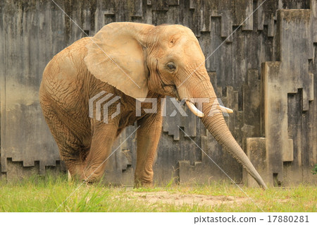 Elephant 17880281