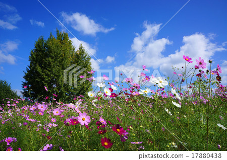 秋天天空和波斯菊領域 17880438