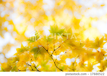 秋葉黃色itai槭樹 17880522