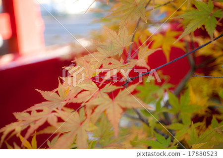 秋天的落葉 17880523