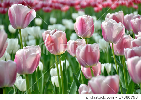 Tulip Tulip 17880768