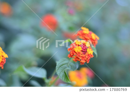 Autumn flowers Autumn flowers 17880769