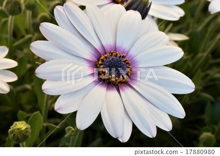 藍眼菊 17880980