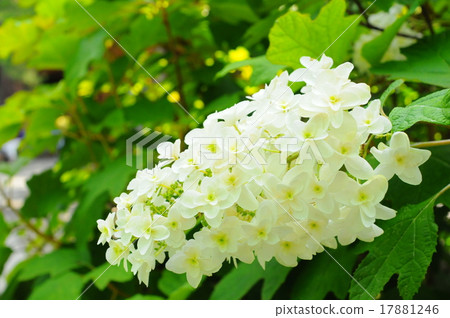 Takahata Fudosaka Kashiba繡球花 17881246