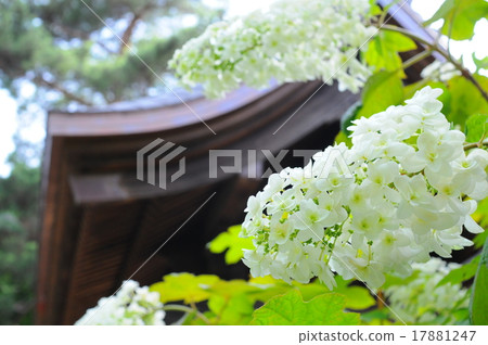 Takahata Fudosaka Kashiba Hydrangea Takahata Fudosaka Kashiba Hydrangea 17881247