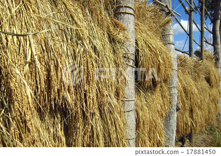 Fall of Harvest 17881450