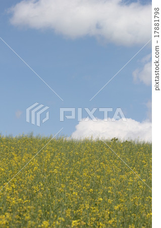 強姦開花 17881798