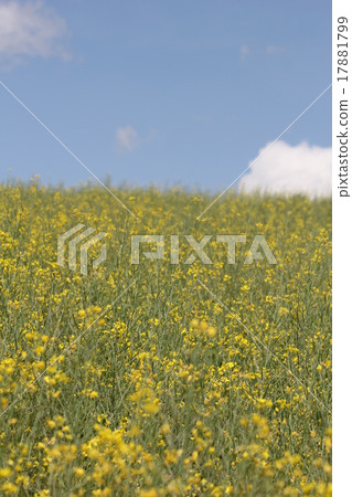 強姦開花 強姦開花 17881799