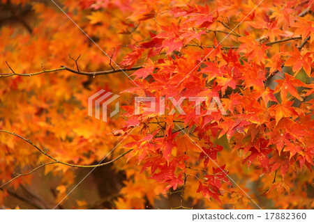 Autumn leaves maple photo 17882360