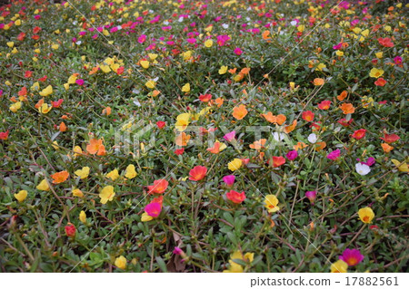 Porchula花園 17882561