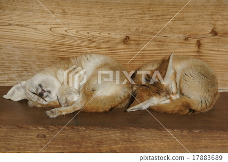 Fennec是一隻大耳朵的小狐狸。 17883689