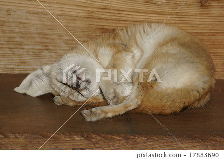 Fennec是一隻大耳朵的小狐狸。 Fennec是一隻大耳朵的小狐狸。 17883690