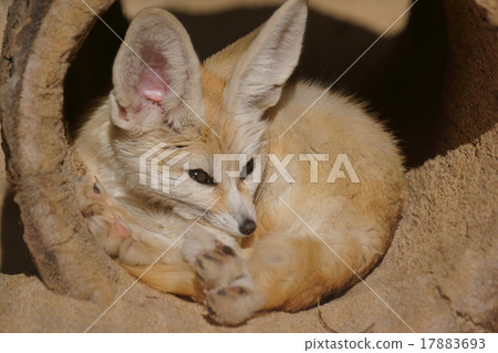 Fennec是一隻大耳朵的小狐狸。 Fennec是一隻大耳朵的小狐狸。 17883693