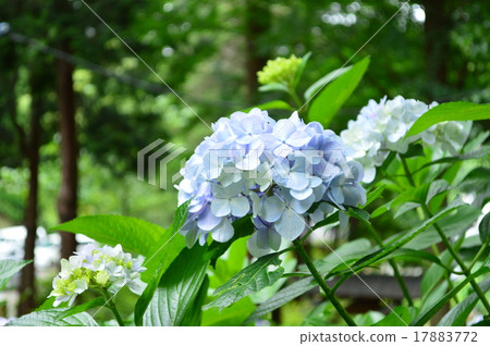 hydrangea hydrangea 17883772