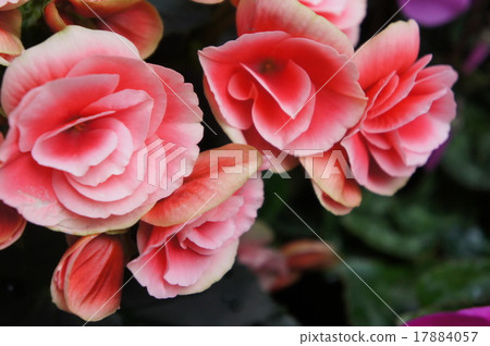 Bekonia Bekonia 17884057