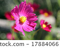Cosmos Cosmos 17884066