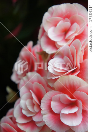 BECONIA 17884114