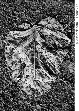 leaf print leaf print 17884213