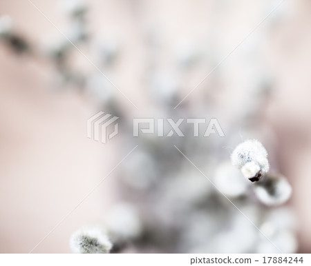 Beautiful spring flowers background. Nature bokeh Beautiful spring flowers background. Nature bokeh 17884244