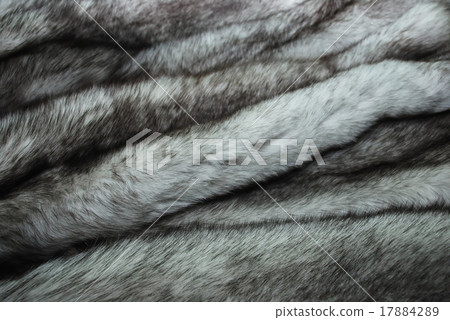 furs of polar fox furs of polar fox 17884289