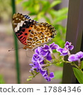 蝴蝶和鮮花 17884346