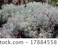 White moss 17884558